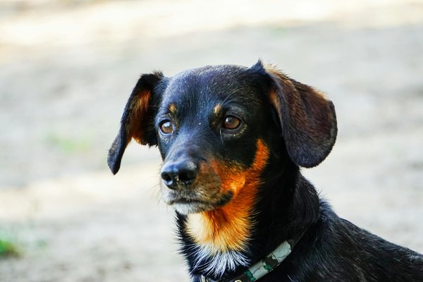 Zones préférées d'un chat russe bleu dans la maison