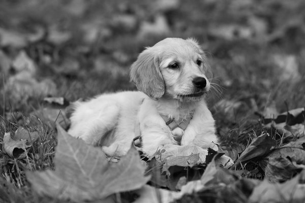 Acheter des équipements sportifs pour chiens