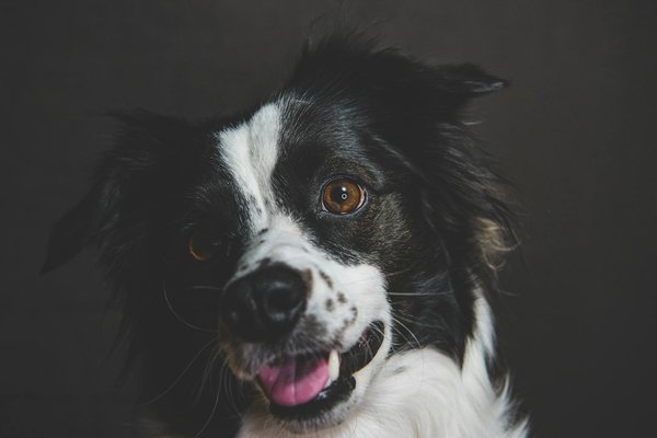 Dangers des tiques pour les chiens : comment les repérer et les enlever