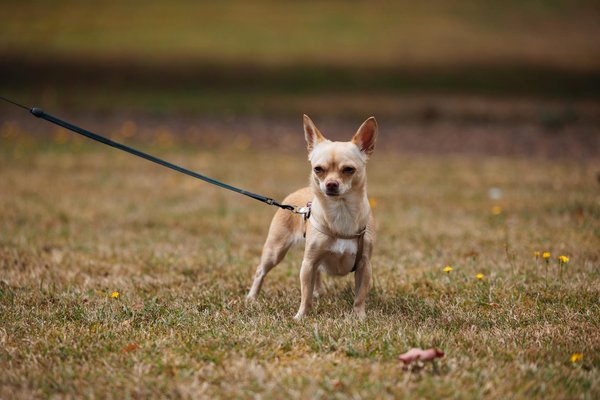 L'importance de la vaccination pour votre chat Bengal