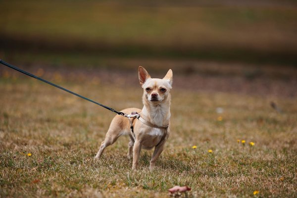 Les races de chats les plus adaptées pour les enfants