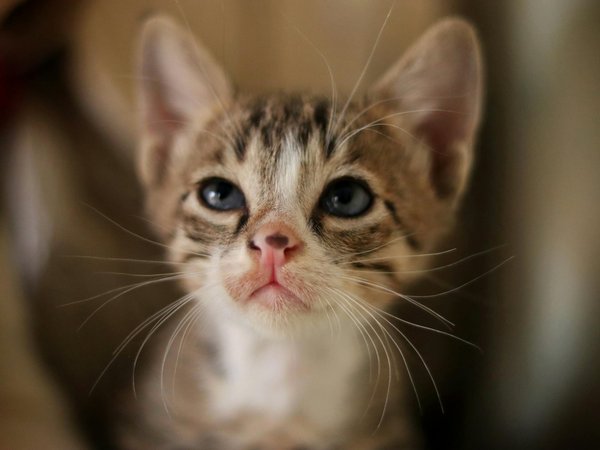 La place du Bernard l'hermite dans la chaîne alimentaire