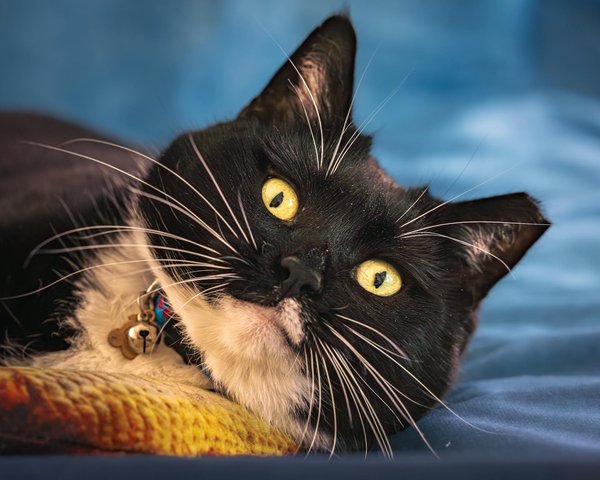 L'histoire originelle de la race de chat Scottish fold