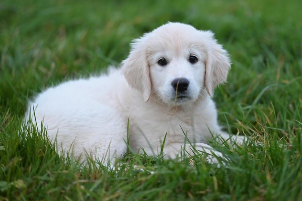 Photographie animalière : capturer la beauté de la diversité animale