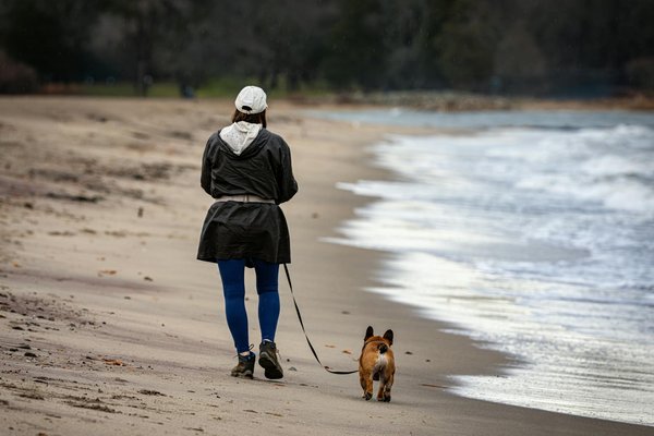 Le pigeon et son rôle dans la religion et la mythologie